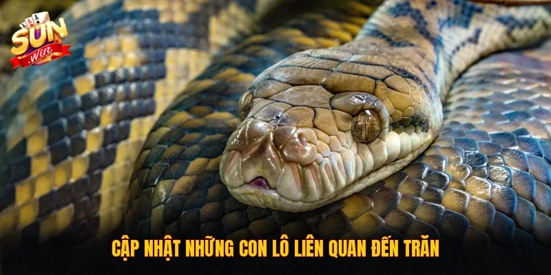 Cập nhật những con lô liên quan đến trăn