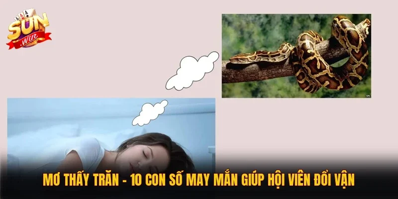 Mơ Thấy Trăn | 10 Con Số May Mắn Giúp Hội Viên Đổi Vận