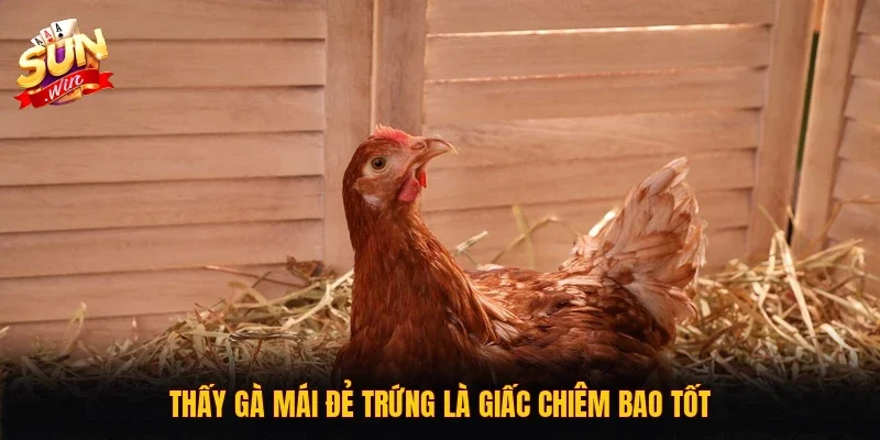 Thấy gà mái đẻ trứng là giấc chiêm bao tốt